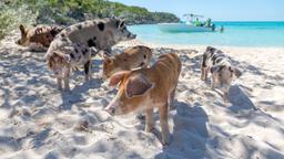 Exuma hoteller