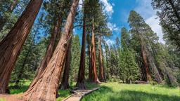 Ferieboliger i Sequoia nationalpark