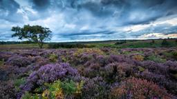 Ferieboliger i New Forest