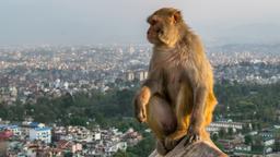 Nepal hoteller