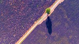 Ferieboliger i Provence