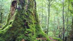 Hoteller i Yakushima