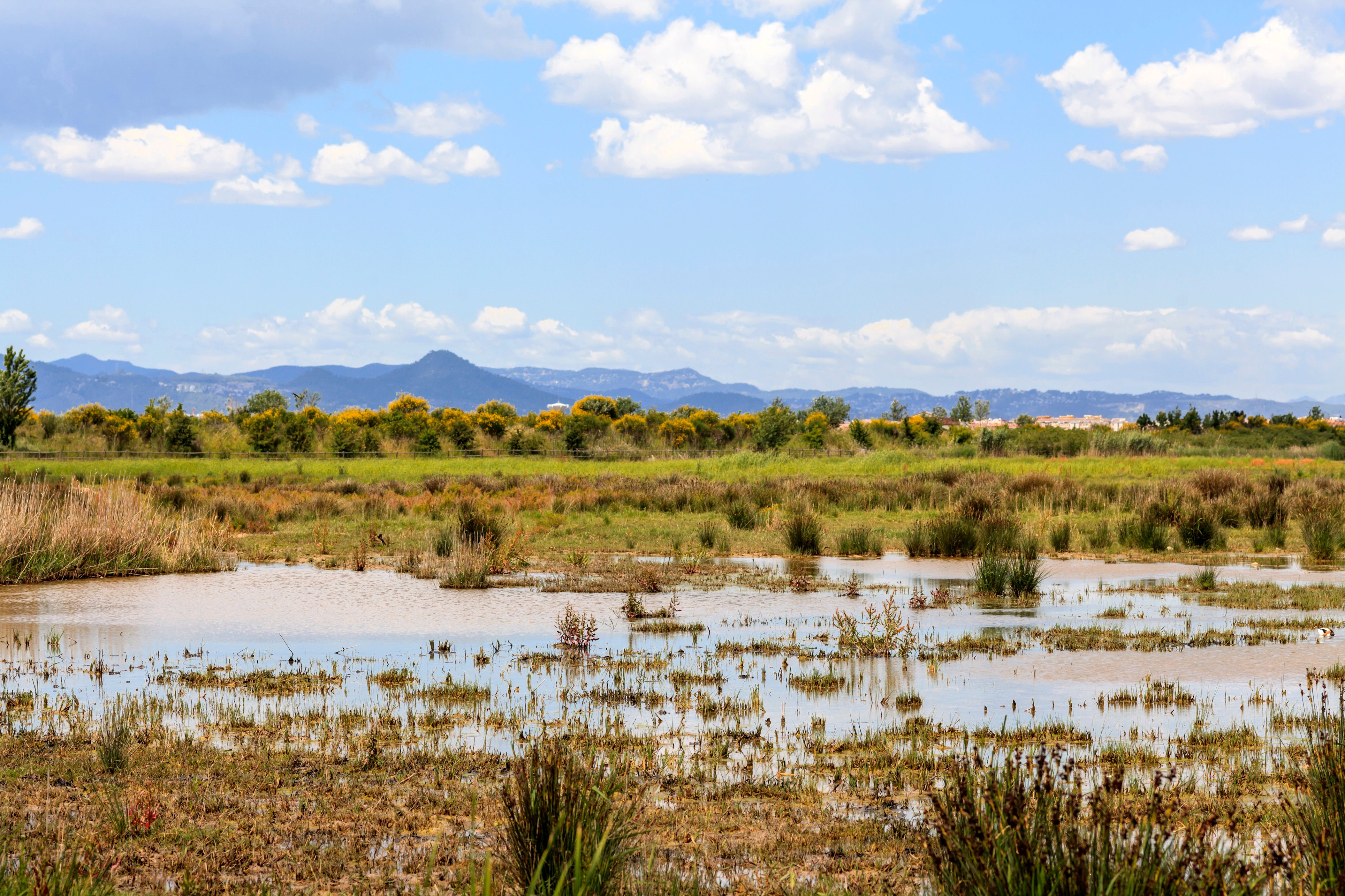 Biludlejning i El Prat de Llobregat