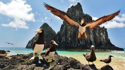 Hoteller i nærheden af Lufthavn: Fernando De Noronha