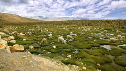 Ferieboliger i Atacama