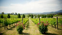 Ferieboliger i Yarra Valley