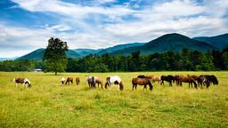 Find billige flybilletter til Tennessee