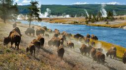 Ferieboliger i Yellowstone National Park