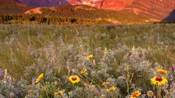 Ferieboliger i Glacier National Park