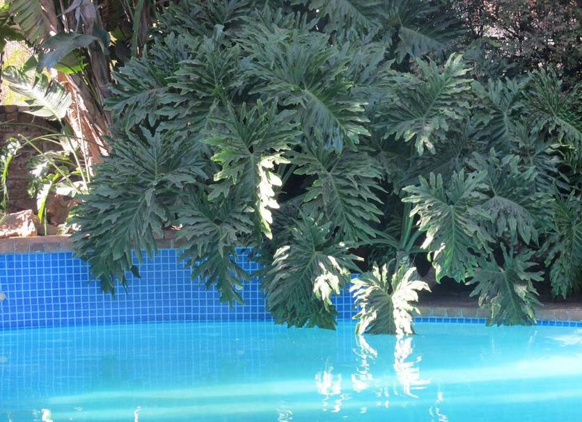 Pool Billede