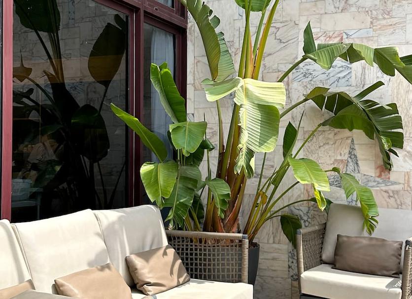 Patio Billede