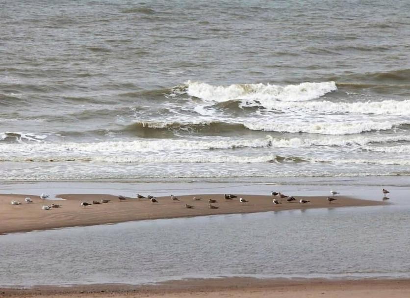 Strand Billede
