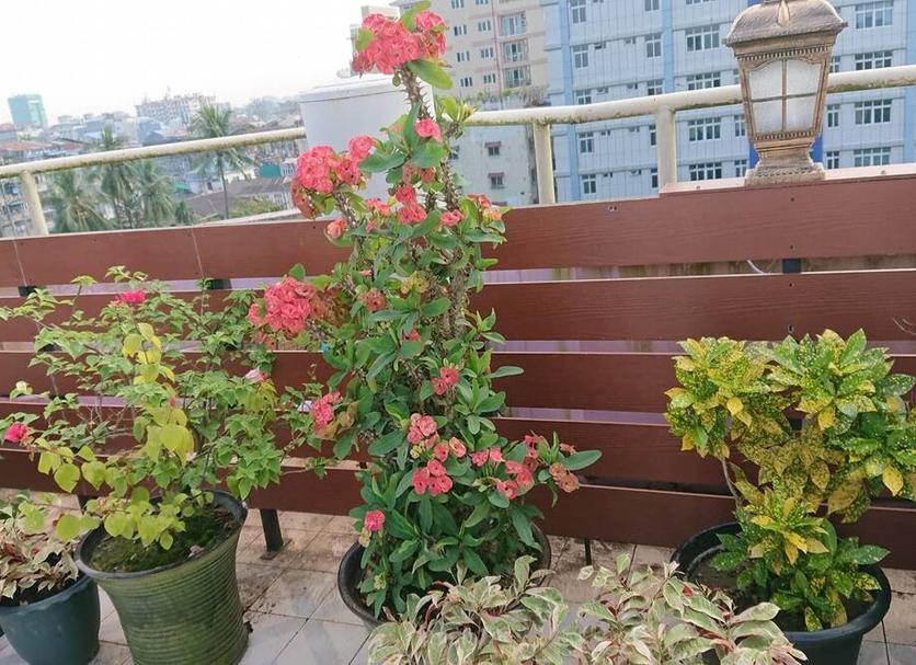Balkon Billede