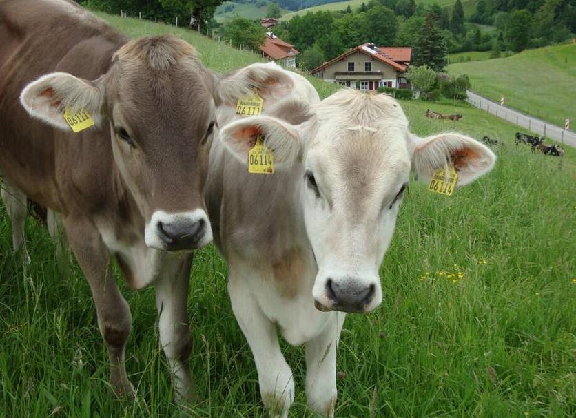 Andet Billede