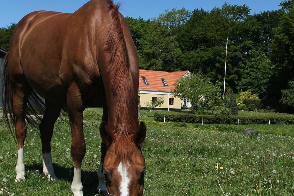 Andet