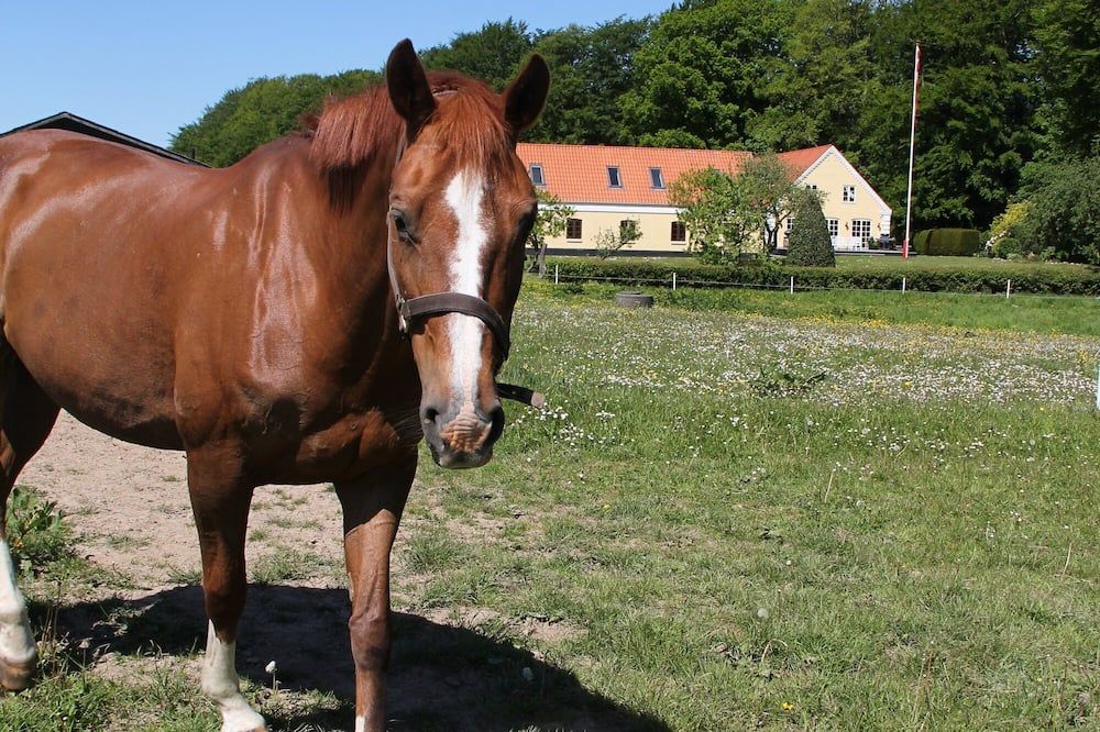 Andet