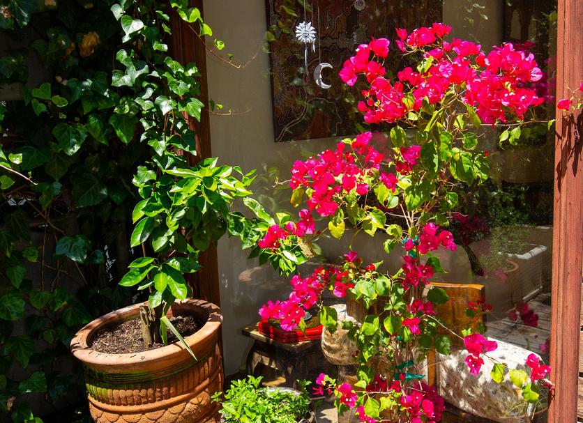 Patio Billede